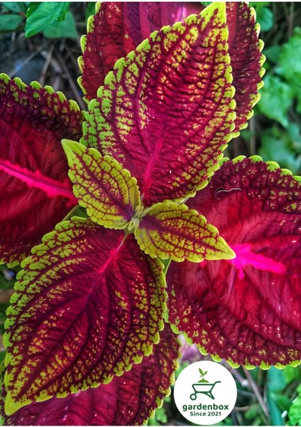 Yaprak Güzeli Çiçeği 1 Adet 10-20 cm (Coleus)