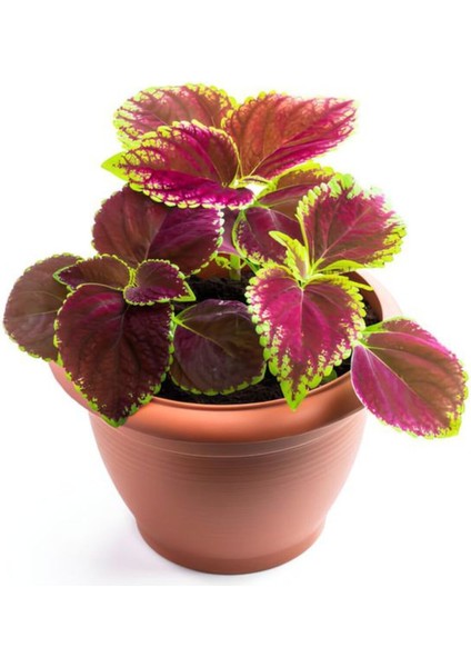 Yaprak Güzeli Çiçeği 1 Adet 10-20 cm (Coleus)