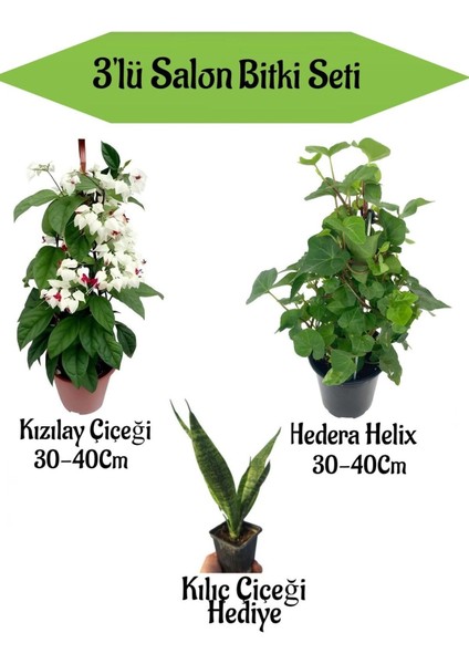 Kızıalay Çiçeği+ Hedera Helix+ Hediyelik Kılıç Bitkisi