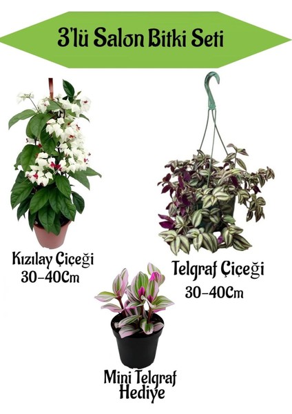 Kızılay Çiçeği+ Askılı Saksılı Telgraf Çiçeği +Hediyelik Mini Telgraf Çiçeği