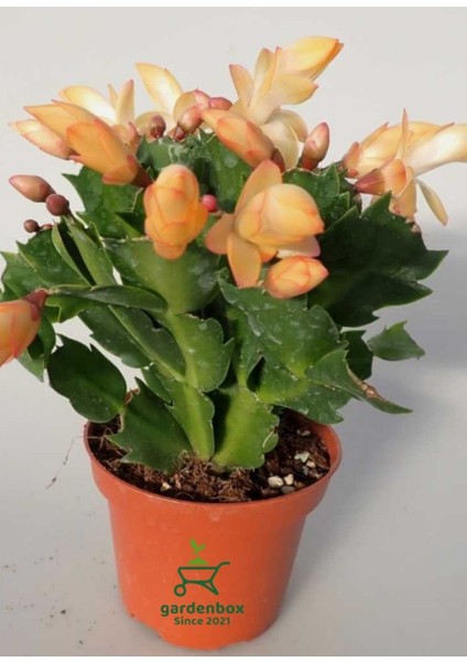 Sarı Enk Yılbaşı Çiçeği 1 Adet Saksılı 10-15 cm Schlumbergera Truncata