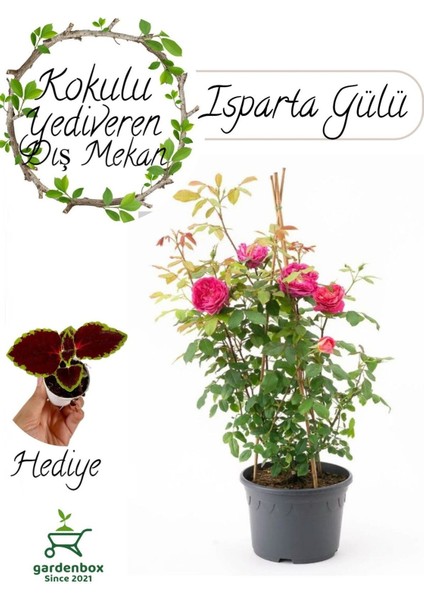 Pembe Renk Isparta Gülü Yoğun Kokulu 1 Adet 30-50 cm+Yaprak Güzeli