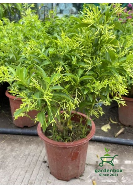 Cestrum Nocturnum Melisa Çiçeği Gece Sefası 30-60 cm