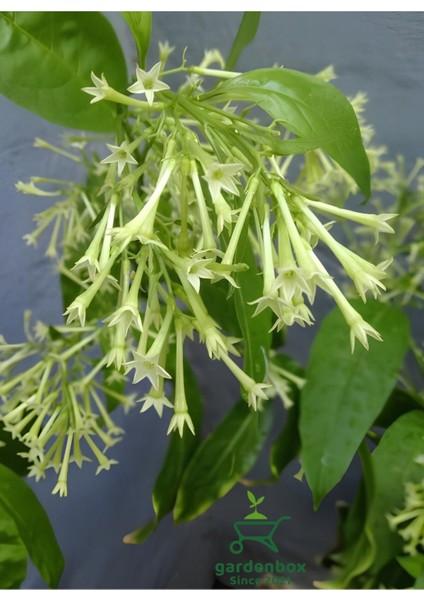 Melisa Çiçeği Fidanı Saksıda Bahçe Çiçeği 30-50 cm (Cestrum Nocturnum)