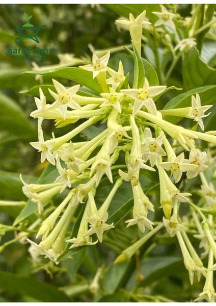 Melisa Çiçeği Fidanı Saksıda Bahçe Çiçeği 30-50 cm (Cestrum Nocturnum) modelleri