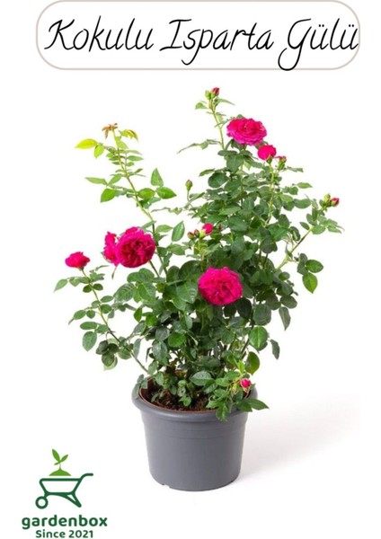 Yoğun Kokulu Pembe Isparta Gülü Fidanı 1 Adet Saksılı 30-50 cm (Pink Rose)