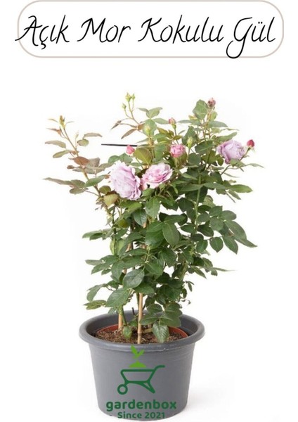 Mor Gül Fidanı Saksıda 1 Adet 30-50 cm (Rose)