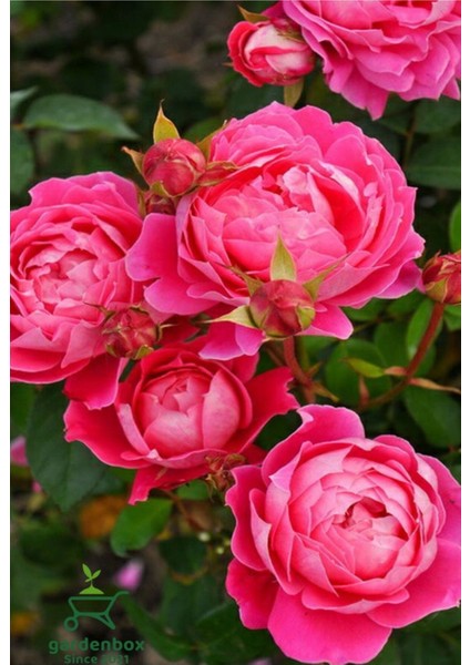 Pembe Kokulu Isparta Gülü Fidanı 1 Adet Saksılı 30-40 cm