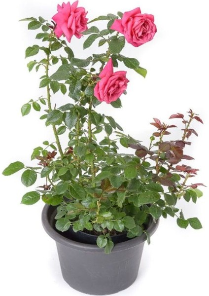 Pembe Kokulu Isparta Gülü Fidanı 1 Adet Saksılı 30-40 cm fiyatları