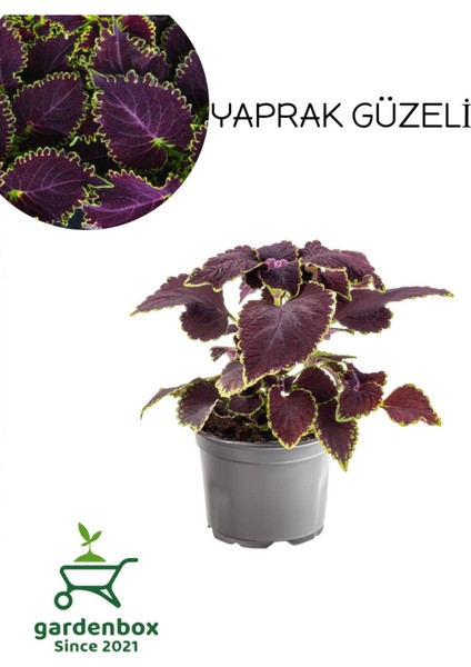 Nadir Tür Mor Renk Yaprak Güzeli Çiçeği 1 Adet Kolyos (Purple Coleus)