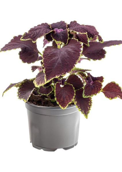 Nadir Tür Mor Renk Yaprak Güzeli Çiçeği 1 Adet Kolyos (Purple Coleus) fiyatları