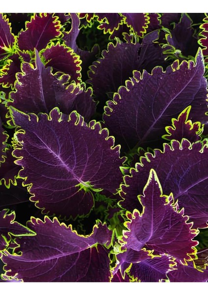 Nadir Tür Mor Renk Yaprak Güzeli Çiçeği 1 Adet Kolyos (Purple Coleus) modelleri