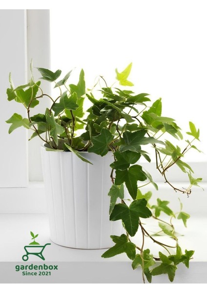 Hedera Helix Sarmaşığı Makrome Saksıda 1 Adet Saksılı 30-40 cm
