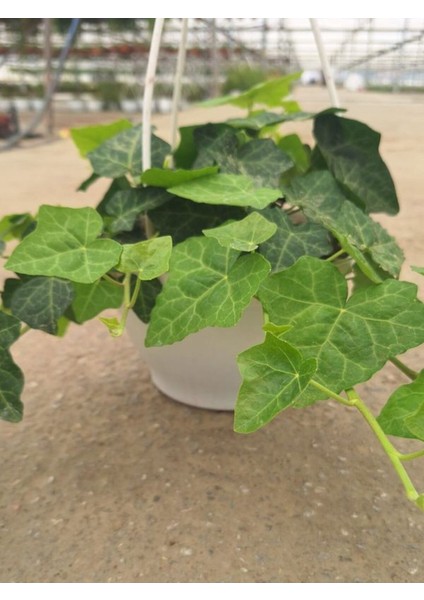 Hedera Helix Sarmaşığı Makrome Saksıda 1 Adet Saksılı 30-40 cm