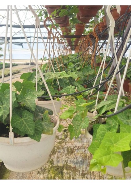 Hedera Helix Sarmaşığı Makrome Saksıda 1 Adet Saksılı 30-40 cm