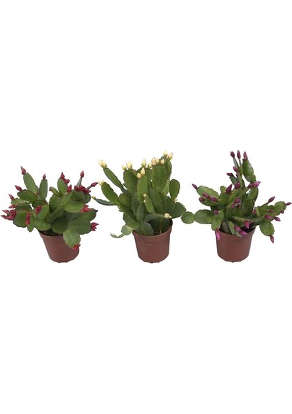 Videolu Yılbaşı Çiçeği Karışık Renk 3 Adet Saksıda 10-15 cm İç Mekan Bitkisi (Schlumbergera Purple)