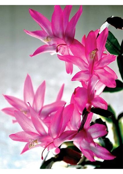 Videolu Yılbaşı Çiçeği Karışık Renk 3 Adet Saksıda 10-15 cm İç Mekan Bitkisi (Schlumbergera Purple)