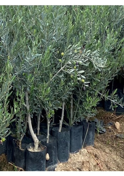 Videolu Gemlik Zeytin Fidanı Fidesi 1 Adet 80-150 cm Saksılıtüplü (Olive Sapling)