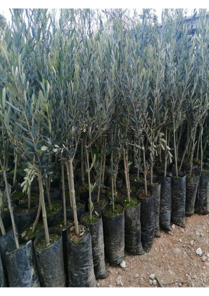 Videolu Gemlik Zeytin Fidanı Fidesi 1 Adet 80-150 cm Saksılıtüplü (Olive Sapling) fiyatları