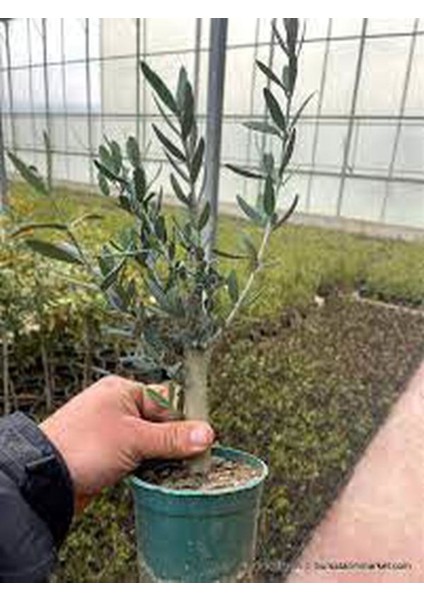 Videolu Gemlik Zeytin Fidanı Fidesi 1 Adet 80-150 cm Saksılıtüplü (Olive Sapling) modelleri