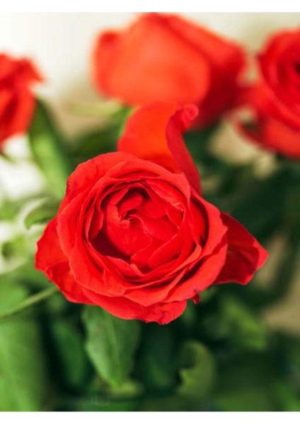 Videolu Özel Seri 3 Adet Chica Açık Kırmızı Gül 45-85 cm Saksılı (Chica Light Red Rose)