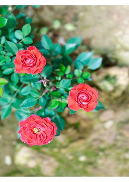 Videolu Özel Seri 3 Adet Chica Açık Kırmızı Gül 45-85 cm Saksılı (Chica Light Red Rose) fiyatları
