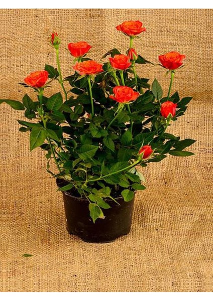 Videolu Özel Seri 3 Adet Chica Açık Kırmızı Gül 45-85 cm Saksılı (Chica Light Red Rose) modelleri