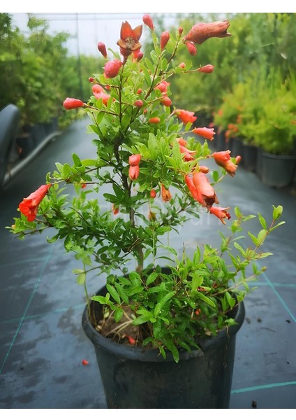 Bodur Süs Narı Bahçe Balkon Salon Bitkisi