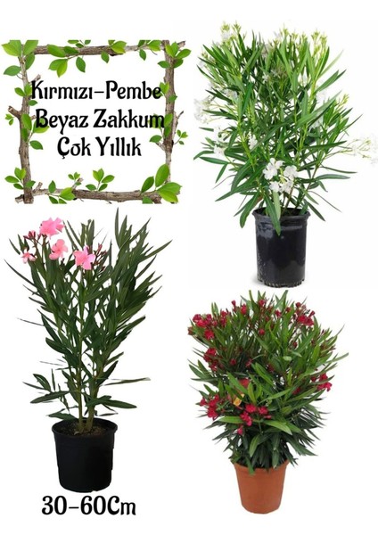 Beyaz Zakkum+Kırmızı Zakkum+Pembe Zakkum 3 Adet Saksılı Bahçe Çiçeği