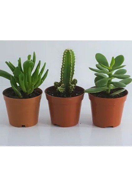 3lü Set Shrek Kulağı & Kaktüs & Crassula Ovata Para Çiçeği Dolgun Form