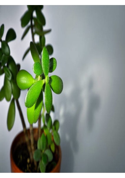 3lü Set Shrek Kulağı & Kaktüs & Crassula Ovata Para Çiçeği Dolgun Form