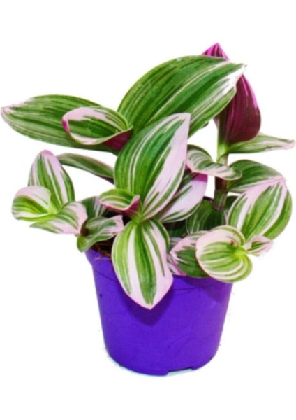 Videolu Telgraf Çiçeği Pembe Alacalı 1 Adet Saksılı 10-20 cm İç Mekan Bitkisi(Nanouk Tradescantia)
