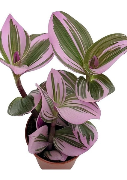 Videolu Telgraf Çiçeği Pembe Alacalı 1 Adet Saksılı 10-20 cm İç Mekan Bitkisi(Nanouk Tradescantia)