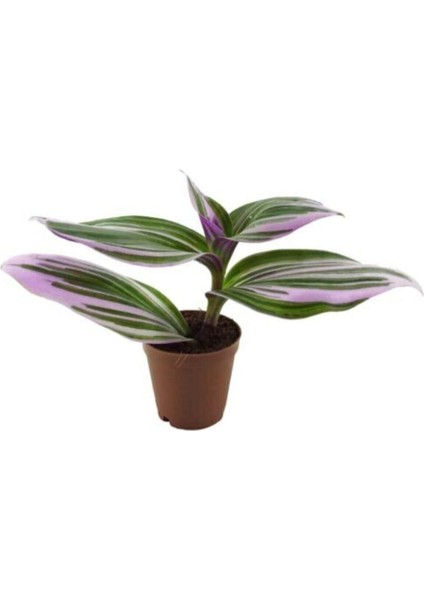 Videolu Telgraf Çiçeği Pembe Alacalı 1 Adet Saksılı 10-20 cm İç Mekan Bitkisi(Nanouk Tradescantia)