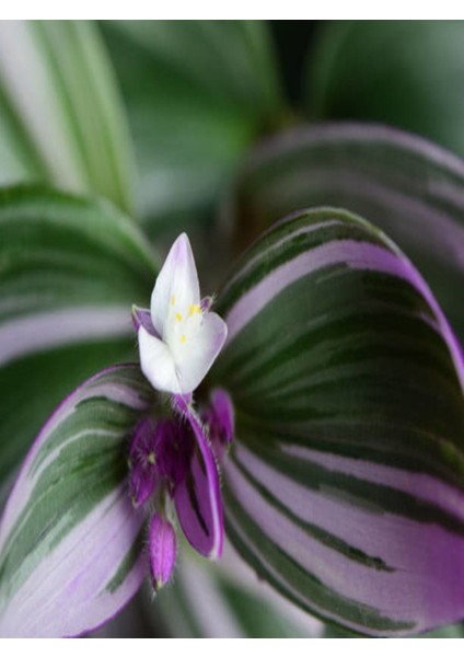 Videolu Telgraf Çiçeği Pembe Alacalı 1 Adet Saksılı 10-20 cm İç Mekan Bitkisi(Nanouk Tradescantia)