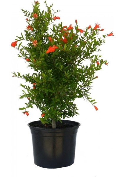 Videolu Bodur Süs Narı 30-60 cm Saksılı Çiçekli Bodur Bitkiler Pomegranate Tree