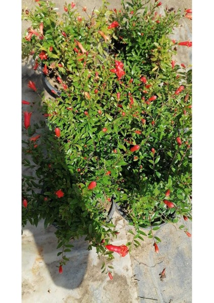 Videolu Bodur Süs Narı 30-60 cm Saksılı Çiçekli Bodur Bitkiler Pomegranate Tree