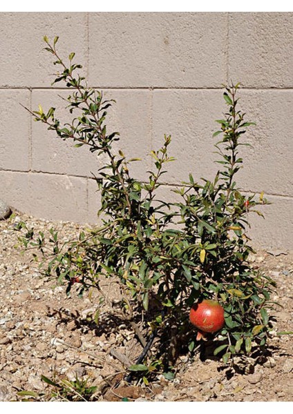 Videolu Bodur Süs Narı 30-60 cm Saksılı Çiçekli Bodur Bitkiler Pomegranate Tree