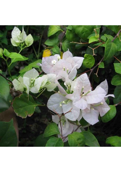 Tüplü Beyaz Çiçekli Begonvil Çiçeği Fidanı