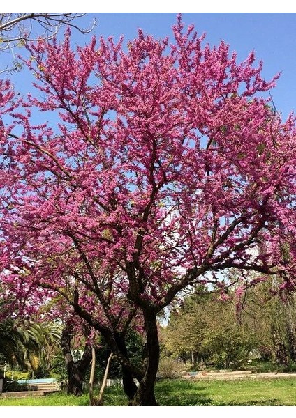 Erguvan Fidanı Cercis Siliquastrum 60 80 cm Saksıda