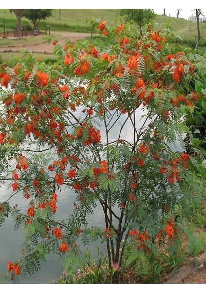 Turuncu Çiçekli Sesbanya Sesbania Punicea Scarlet Wisteria 80 100 cm Saksıda
