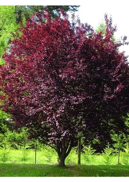 Süs Eriği Pembe Çiçekli Prunus Cerasifera Pissardii 120 cm 3 Yaş