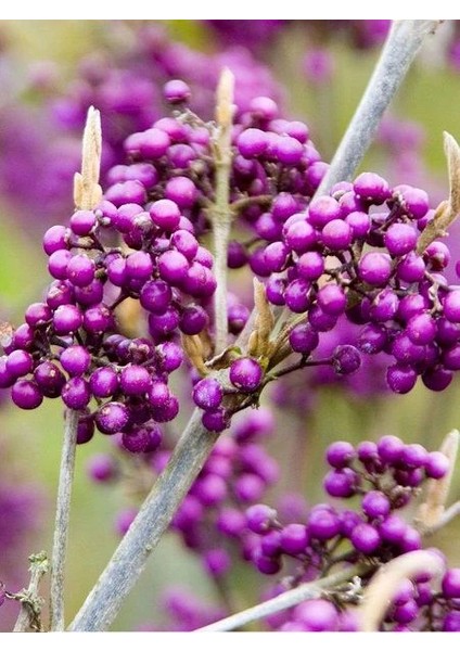 Mor Şeker Çalısı Callicarpa Bodinieri Giraldii Profusion Ithal