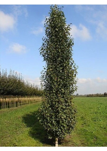 Huş Ağacı Betula Pendula Fastigiata Joes 20 40 cm Saksıda