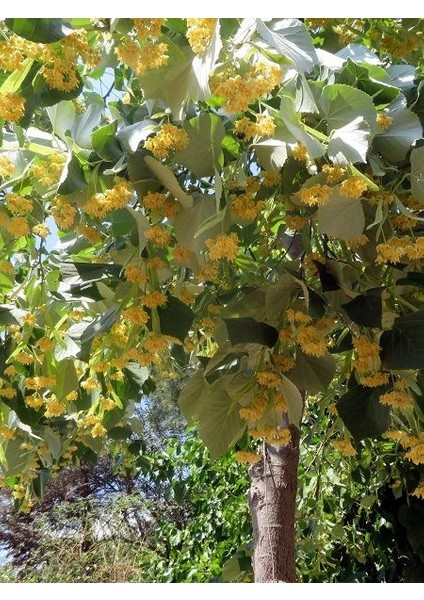Ihlamur Fidanı Tilia Tomentosa Silver Linden 120 cm Saksıda
