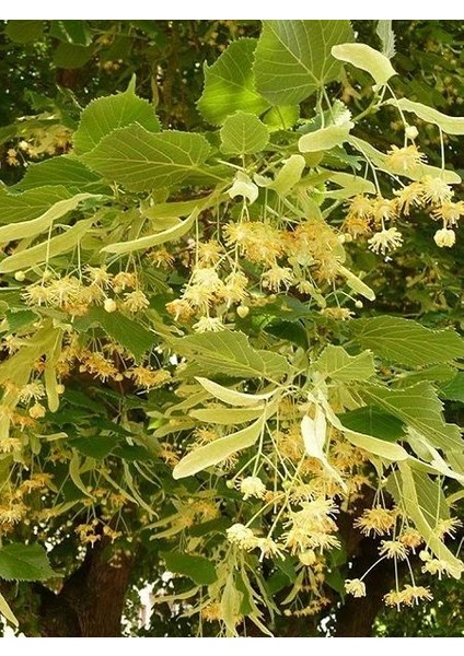 Ihlamur Fidanı Tilia Tomentosa Silver Linden 120 cm Saksıda fiyatları