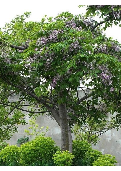 Tesbih Ağacı Melia Azedarach Chinaberry 80 100 cm