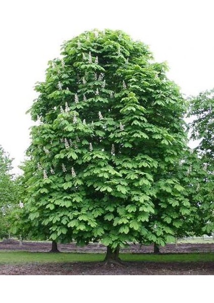 At Kestanesi Ağacı Aesculus Hippocastanum 100 cm