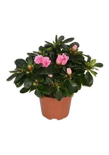 Ev Açelyası Bitkisi Rhododendron Hellmut 15 20 cm Saksıda