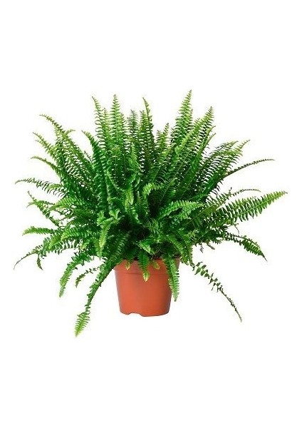 Aşk Merdiveni Çiçeği Nephrolepis Exaltata